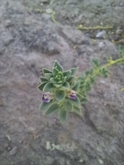 Pseudorontium cyathiferum