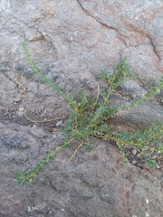 Pseudorontium cyathiferum