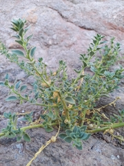 Pseudorontium cyathiferum
