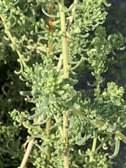 Suaeda