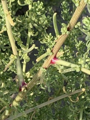 Suaeda