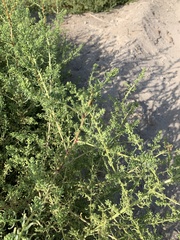 Suaeda