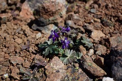 Delphinium antoninum