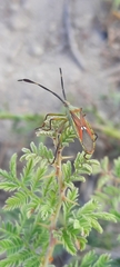 Coreidae
