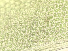 Mnium lycopodioides