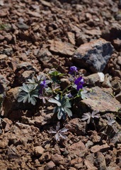 Delphinium antoninum