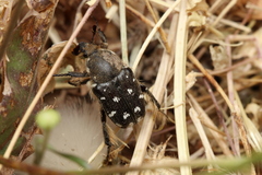 Heterocnemis graeca