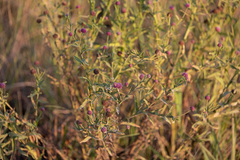 Sphaeranthus peduncularis