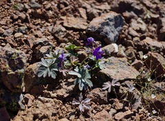 Delphinium antoninum