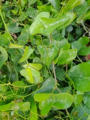 Smilax aspera