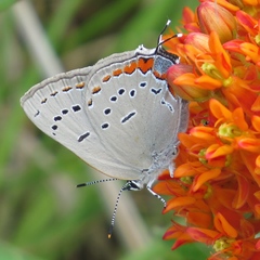 Satyrium acadica