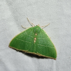 Nemoria glaucomarginaria