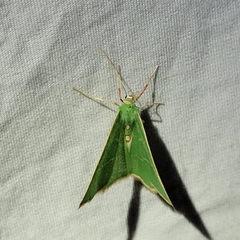 Nemoria glaucomarginaria