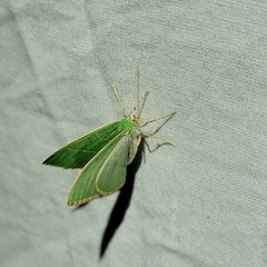 Nemoria glaucomarginaria