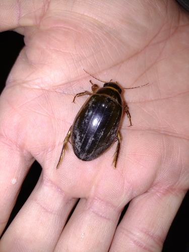 potápnik obrúbený (Dytiscus marginalis)