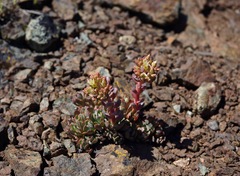Sedum sanhedrinum