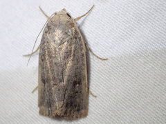 Proteuxoa hypochalchis