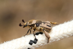 Heterocnemis graeca