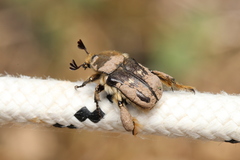 Heterocnemis graeca
