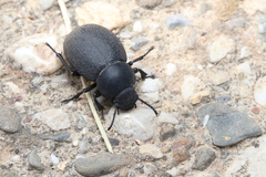 Phymatiotris quadricollis