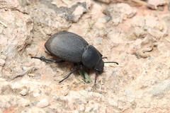 Phymatiotris quadricollis