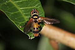 Saralba ocypteroides
