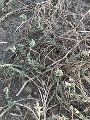Angiospermae