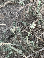 Angiospermae