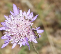 Oedemera flavipes