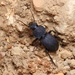 Pachycarus coeruleus - Photo (c) Fabian A. Boetzl, some rights reserved (CC BY-NC), uploaded by Fabian A. Boetzl