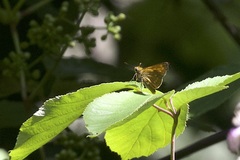 Ochlodes sylvanus