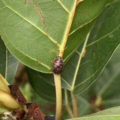 Trachymela sloanei