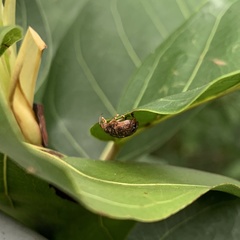 Trachymela sloanei