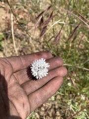 Gilia capitata