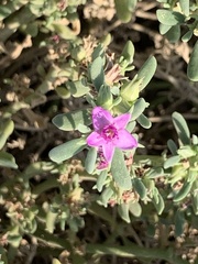 Sesuvium portulacastrum
