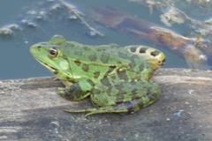 Pelophylax kurtmuelleri