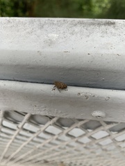 Insecta
