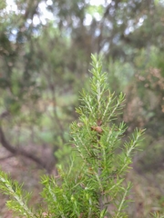 Erica arborea