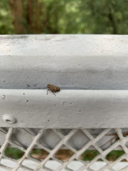 Insecta