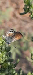 Brephidium exilis