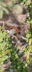 Brephidium exilis