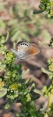 Brephidium exilis