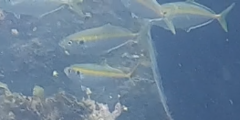 Pseudocaranx
