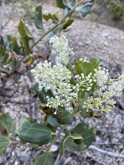 Ceanothus velutinus
