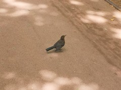 Turdus merula