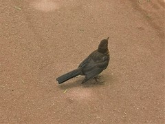 Turdus merula