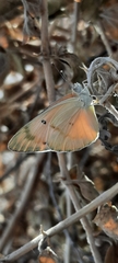 Colotis fausta