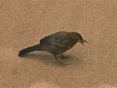 Turdus merula