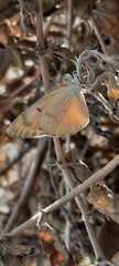 Colotis fausta