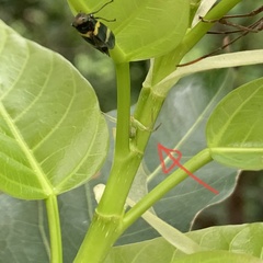 Thomisidae